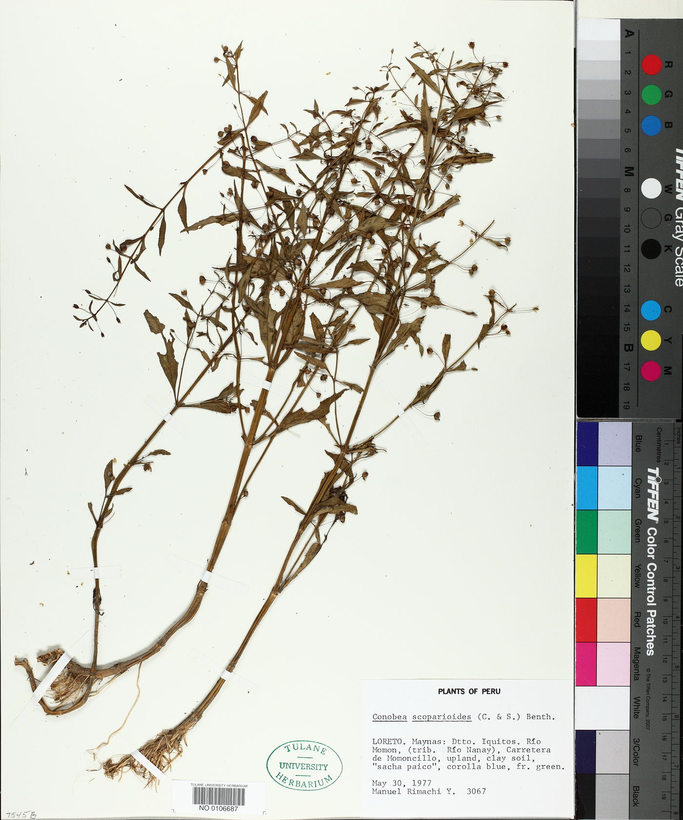 Conobea scoparioides image