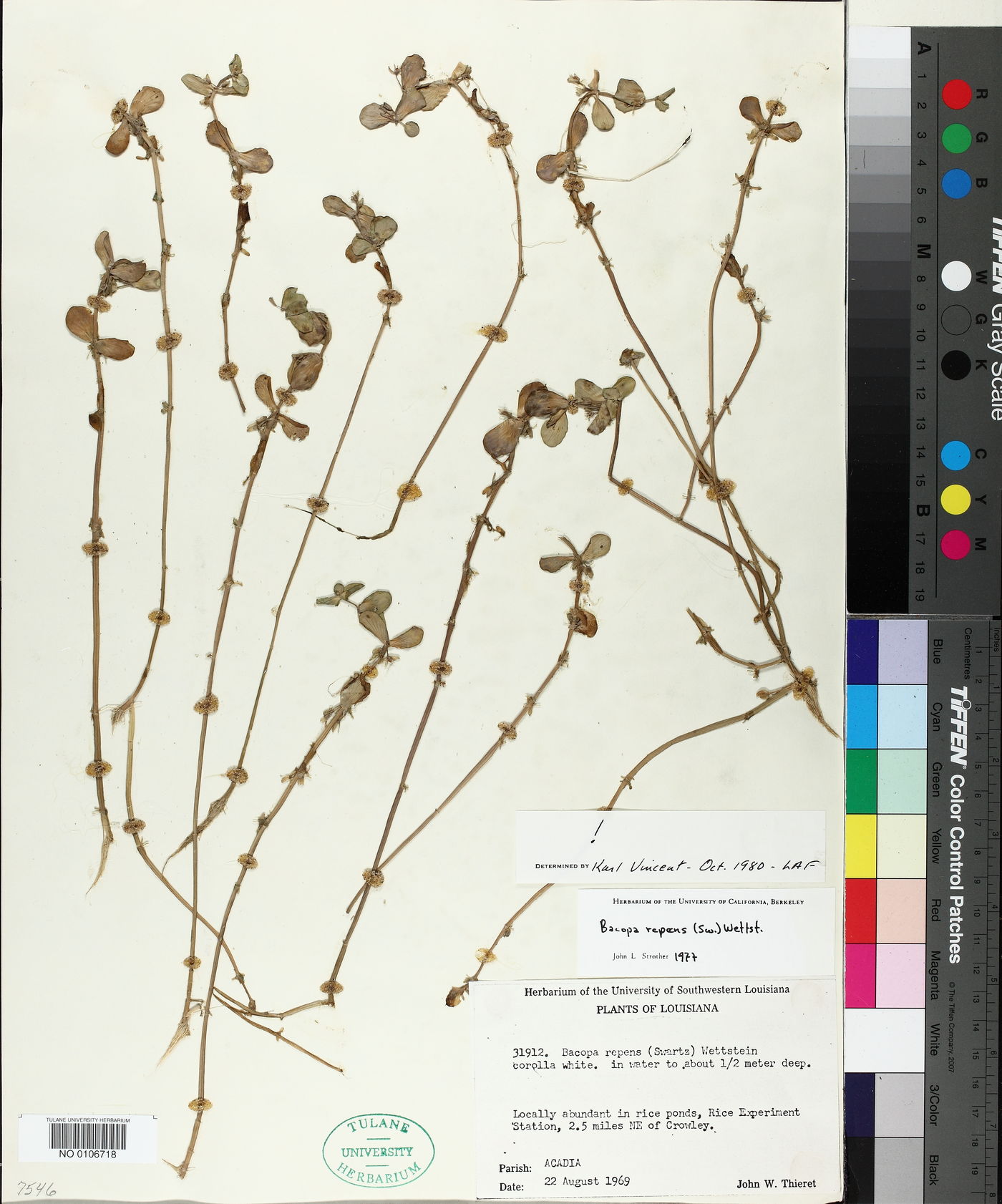 Bacopa repens image