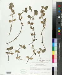 Bacopa rotundifolia image