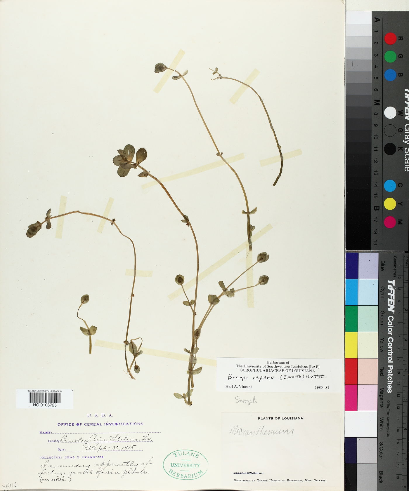 Bacopa repens image