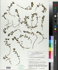 Bacopa monnieri image