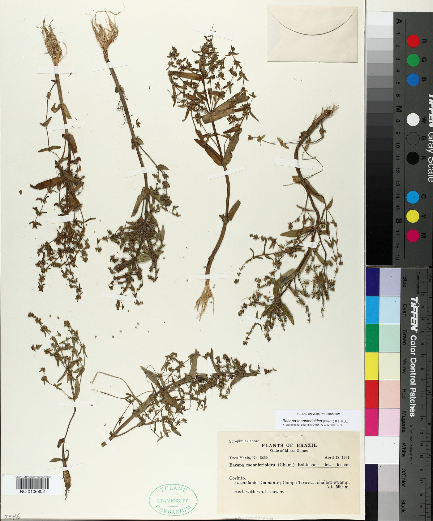 Bacopa monnierioides image