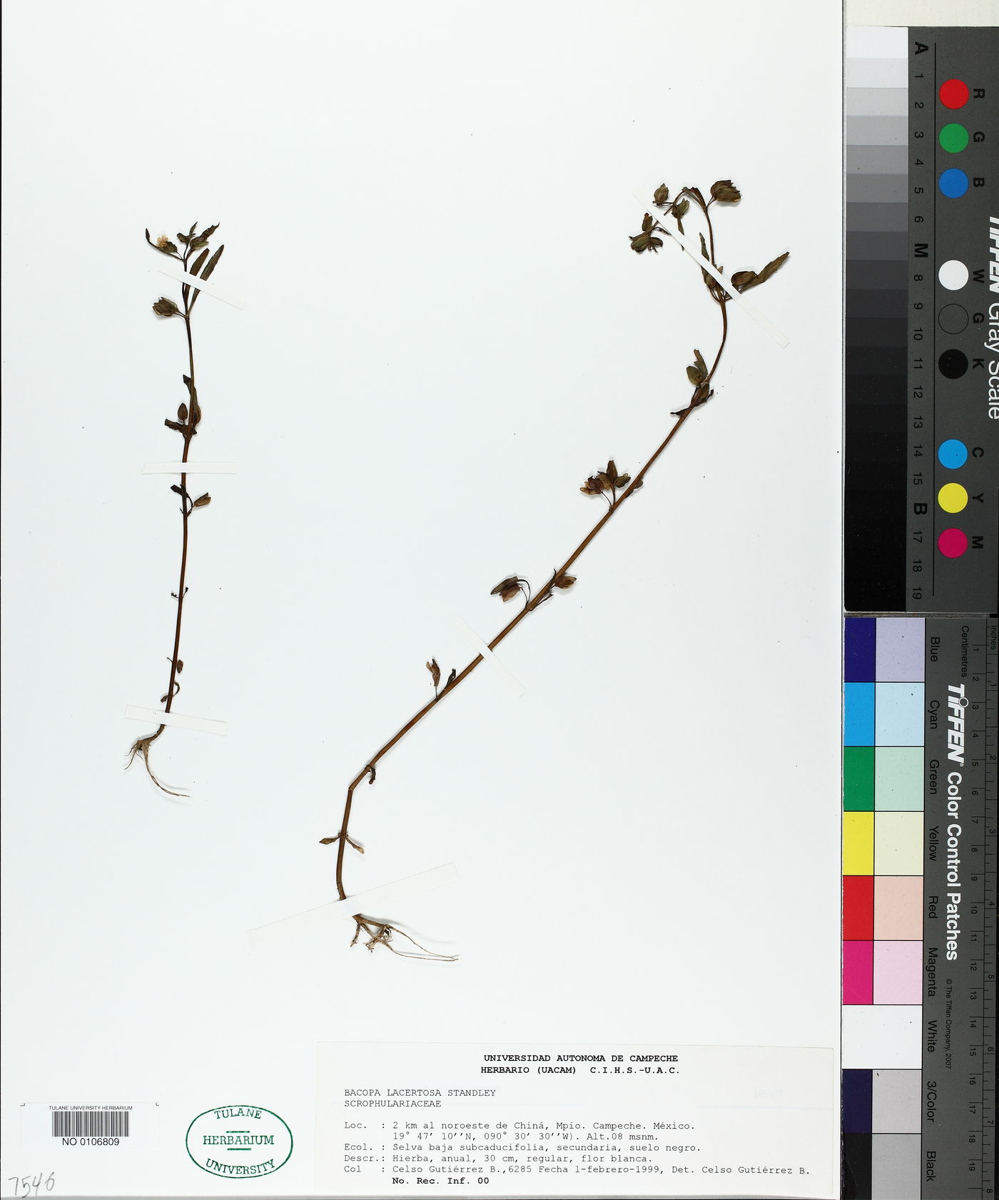 Bacopa lacertosa image