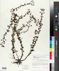 Mecardonia acuminata var. microphylla image