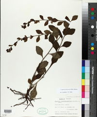 Image of Capraria frutescens