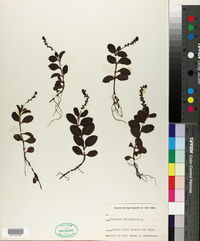 Veronica officinalis image