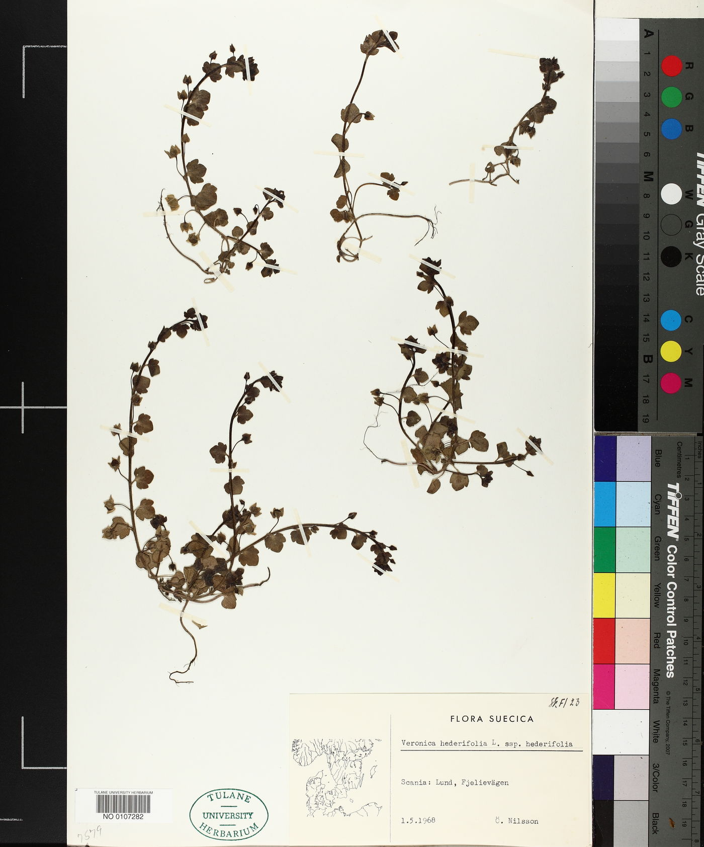 Veronica hederifolia subsp. hederifolia image