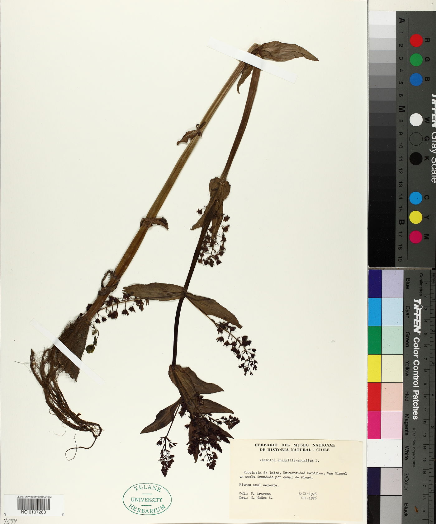 Veronica grandiflora image