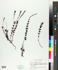 Image of Veronica tenuifolia
