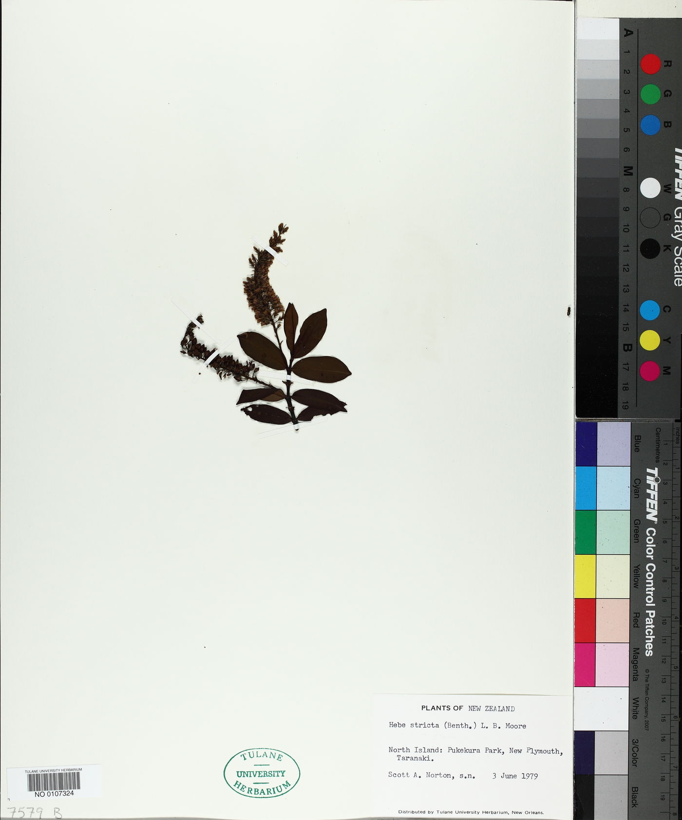 Veronica stricta image