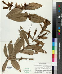 Image of Escobedia grandiflora