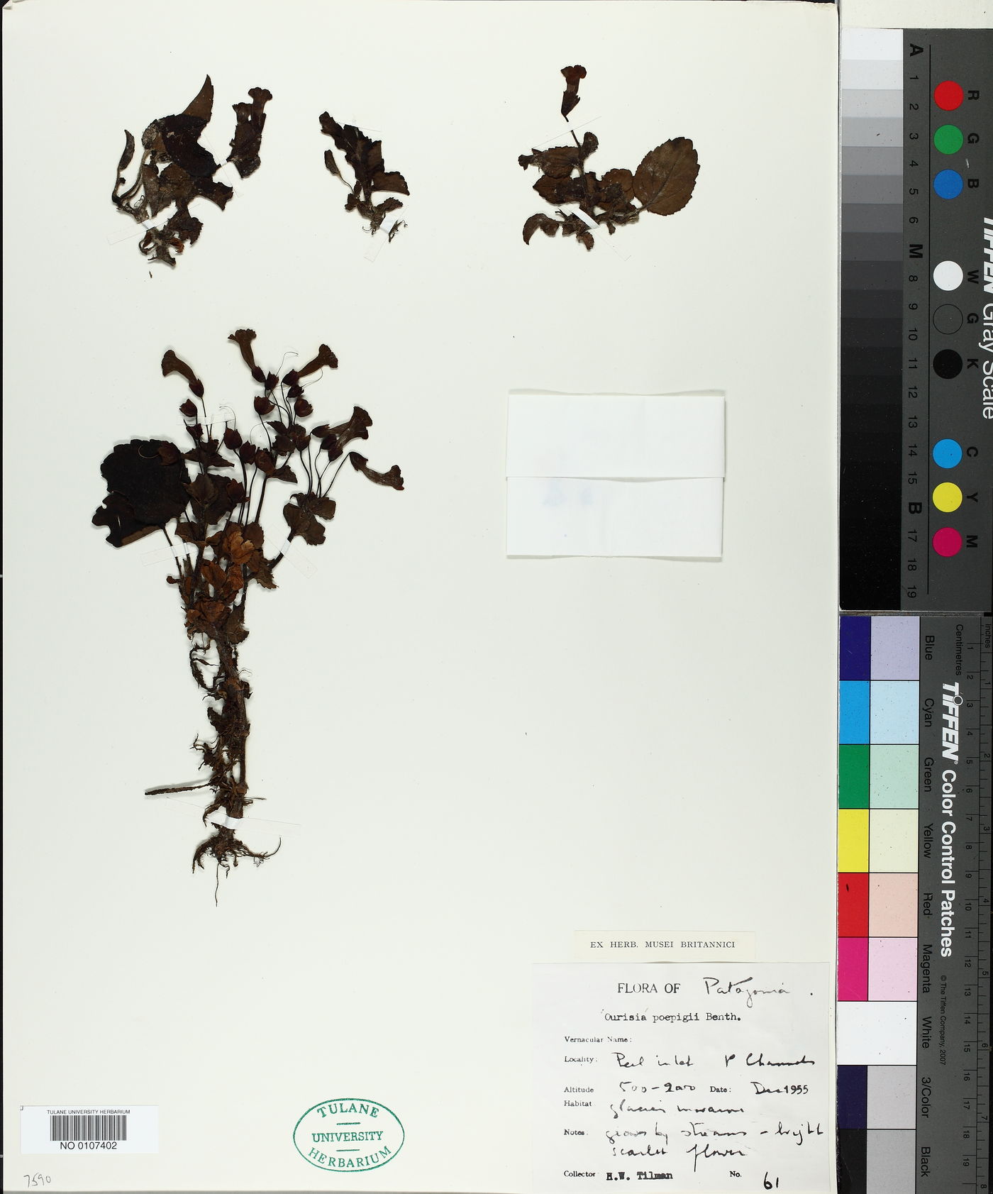 Ourisia ruellioides image