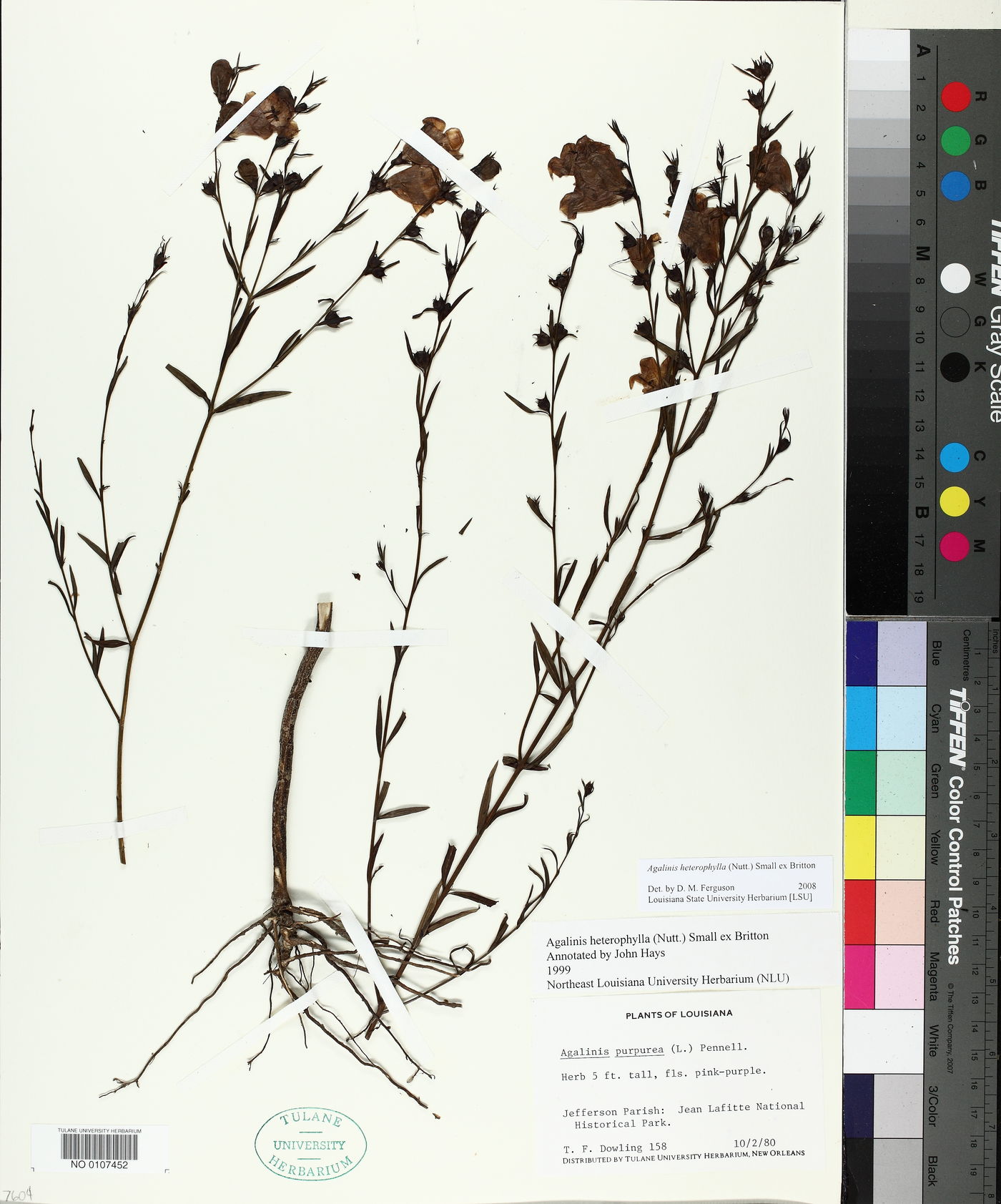 Agalinis heterophylla image