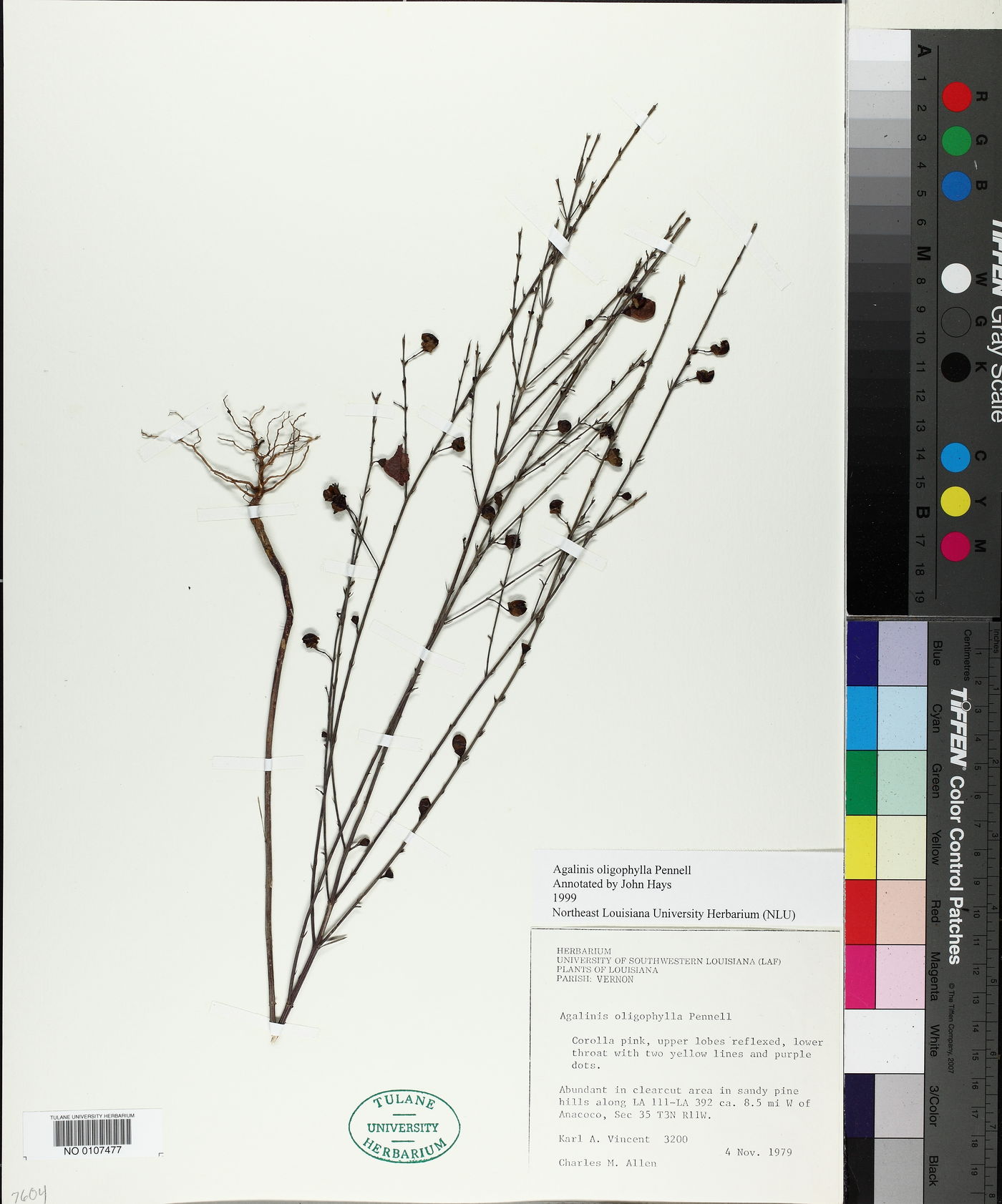 Agalinis oligophylla image
