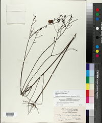 Agalinis oligophylla image