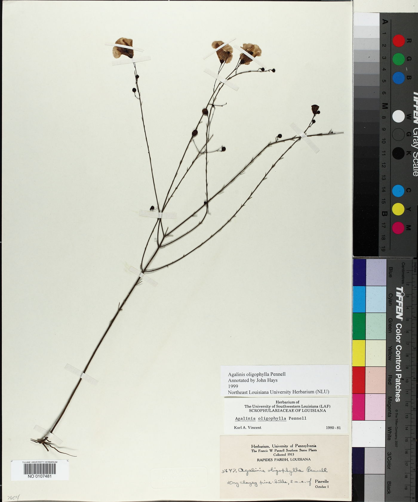 Agalinis oligophylla image