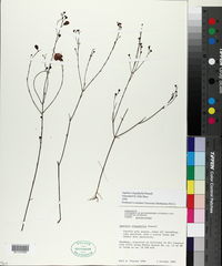 Agalinis oligophylla image