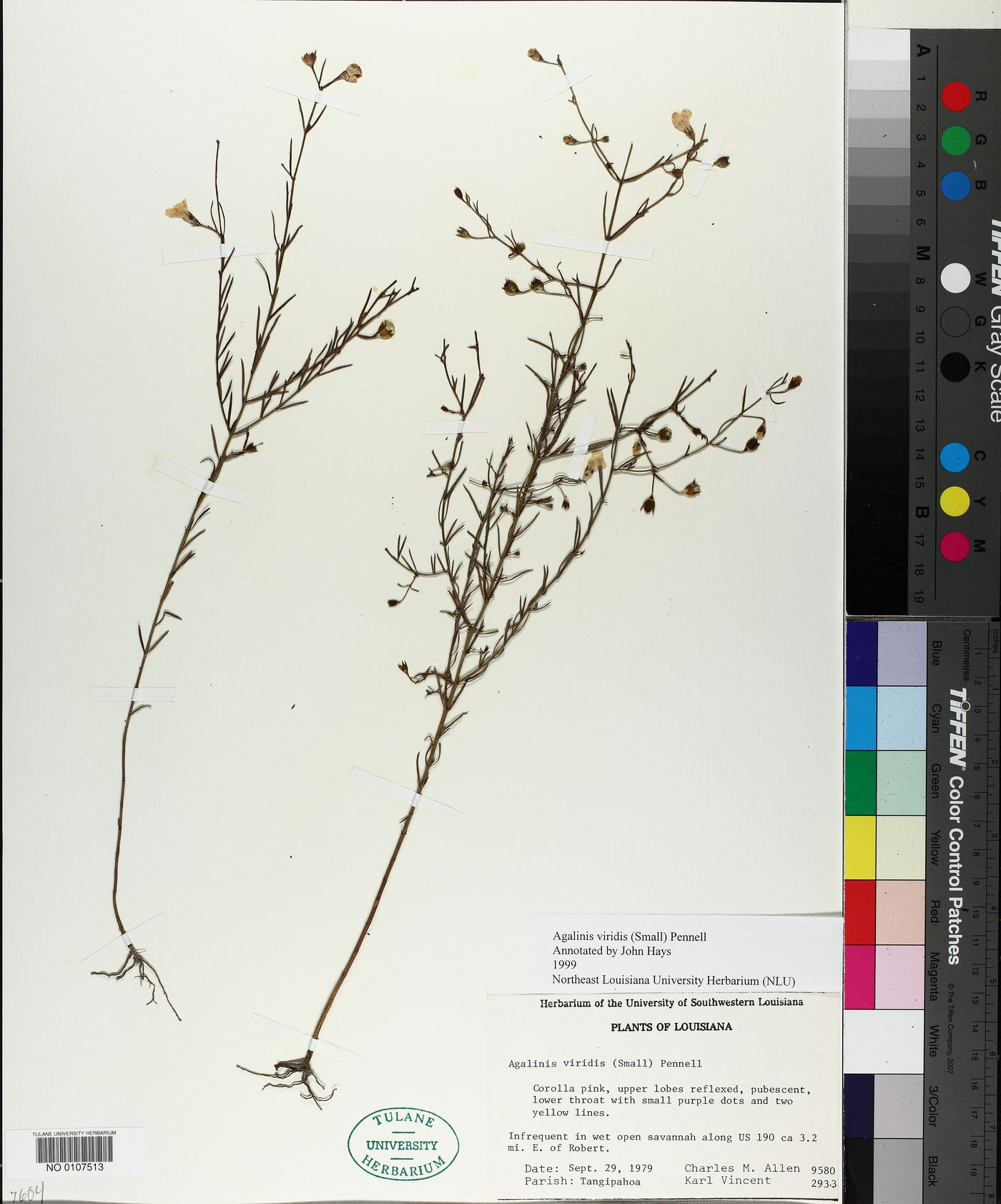 Agalinis viridis image