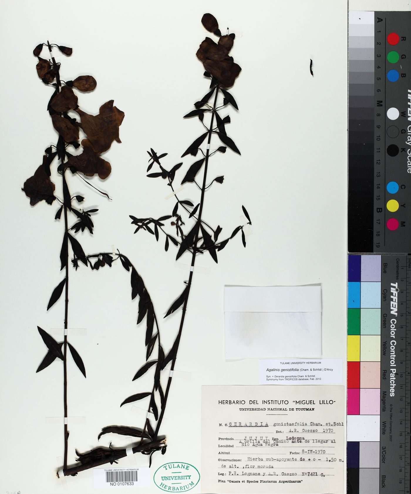 Agalinis genistifolia image