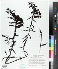 Agalinis lanceolata image
