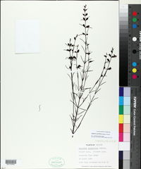 Image of Gerardia spiciflora