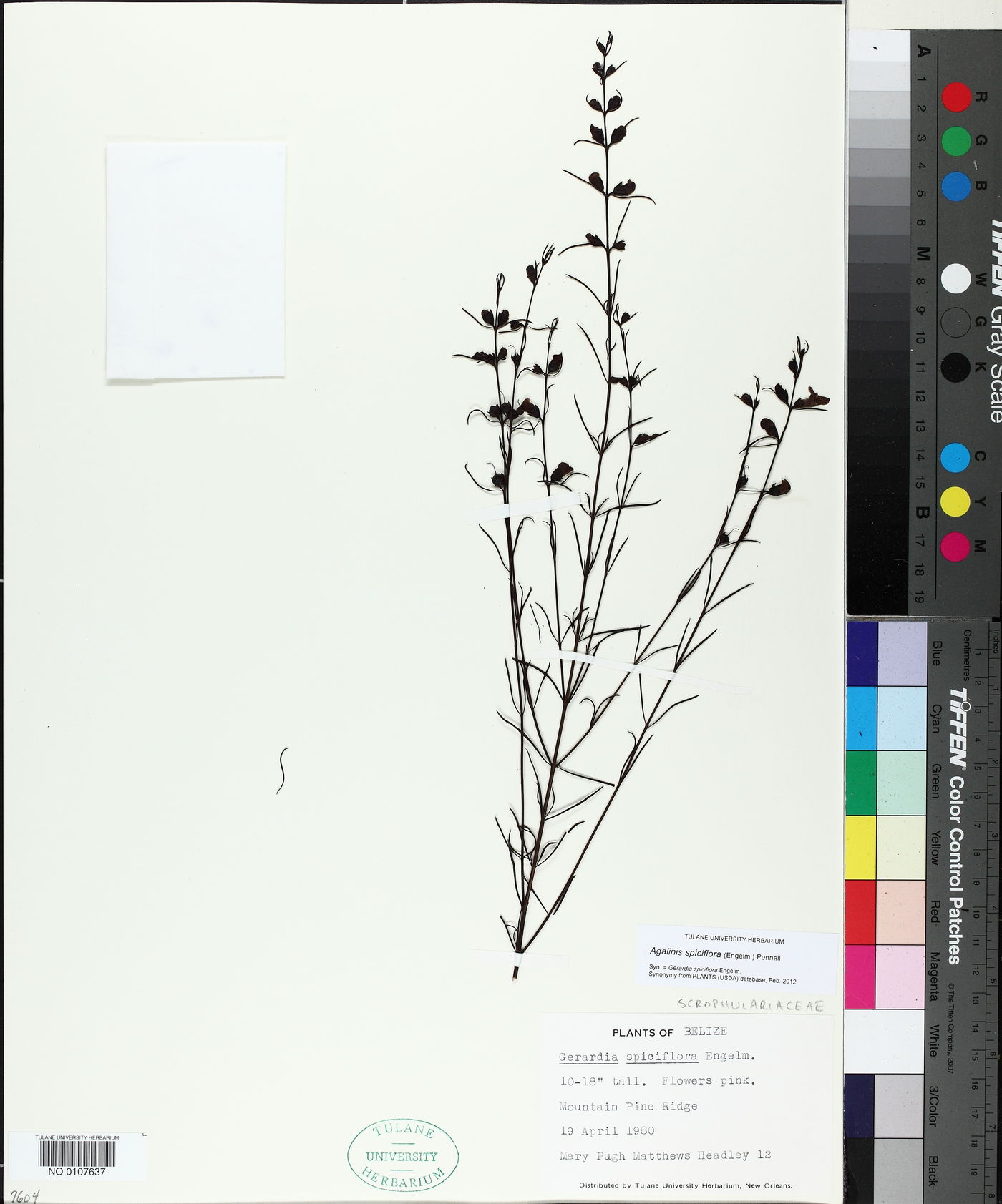 Gerardia spiciflora image