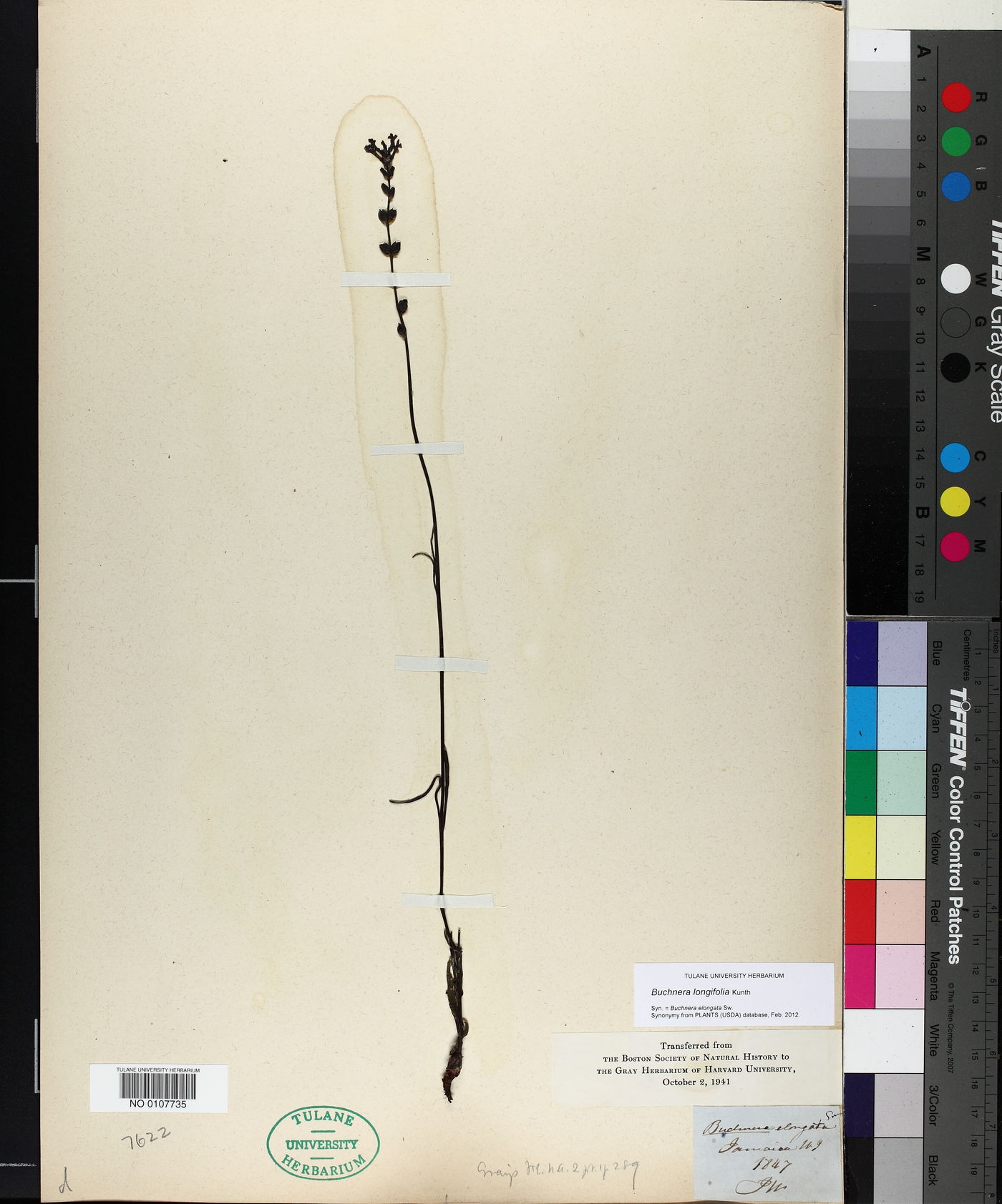 Buchnera longifolia image