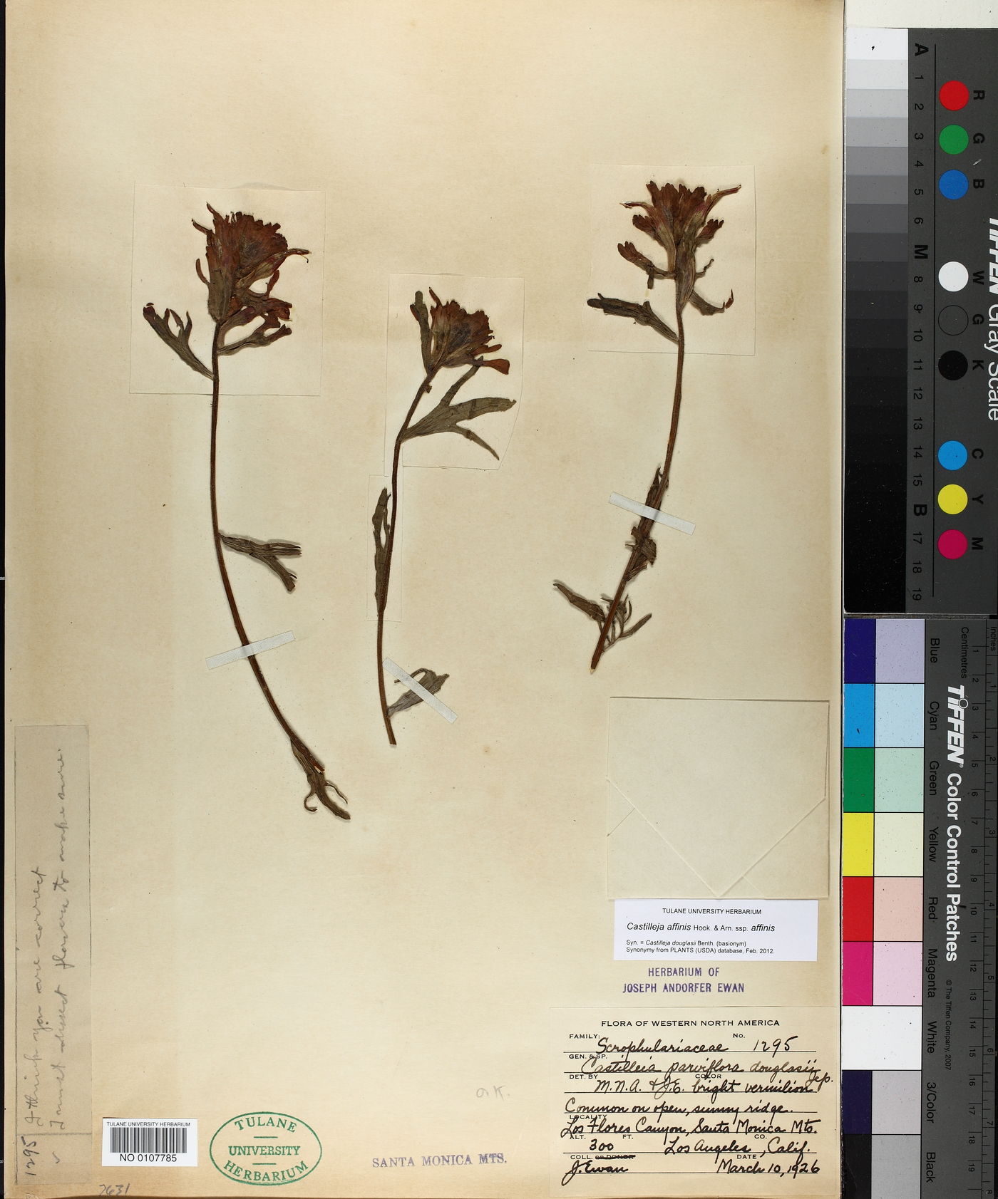 Castilleja affinis image