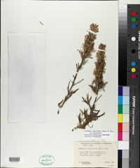 Castilleja angustifolia var. angustifolia image