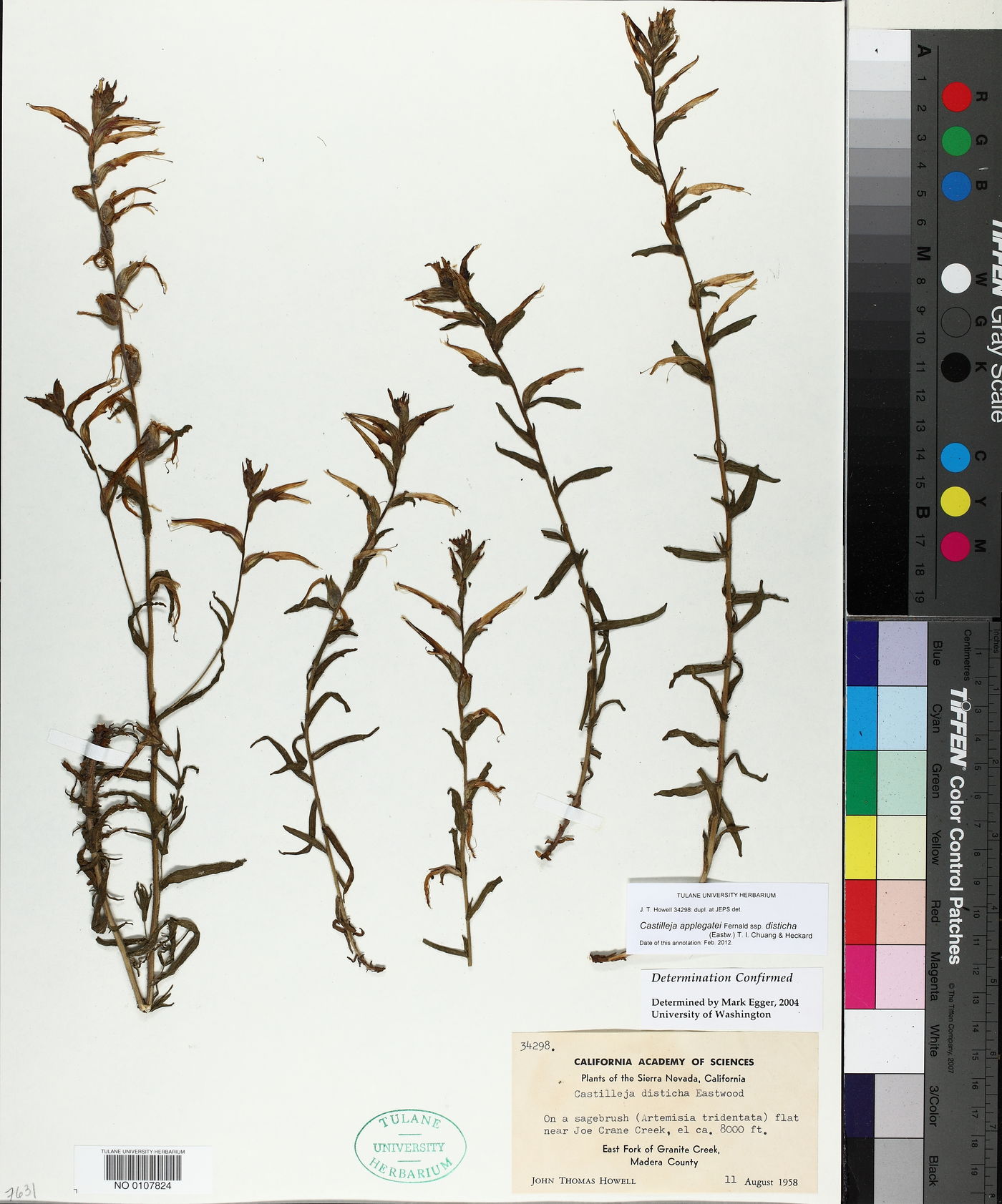 Castilleja disticha image