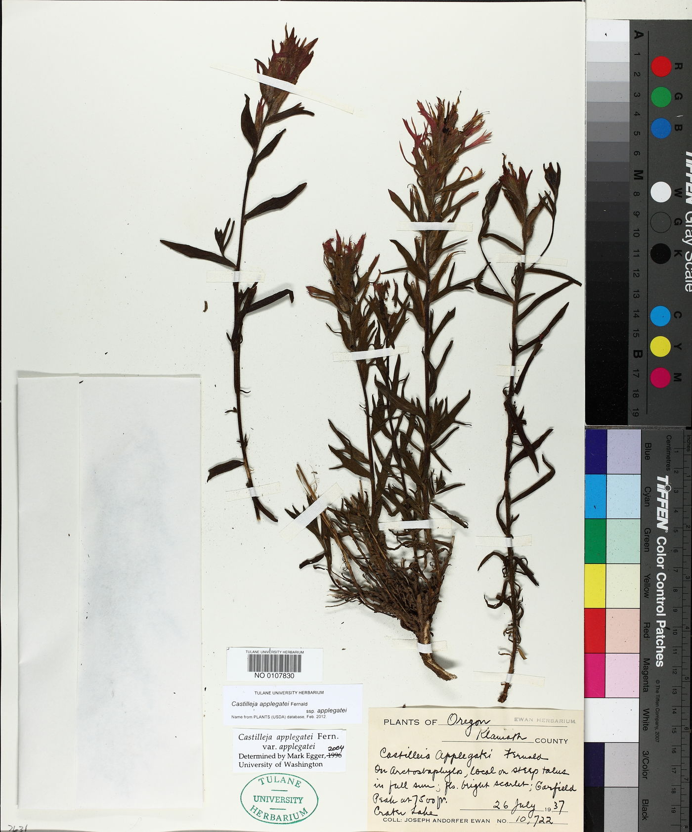 Castilleja applegatei var. applegatei image