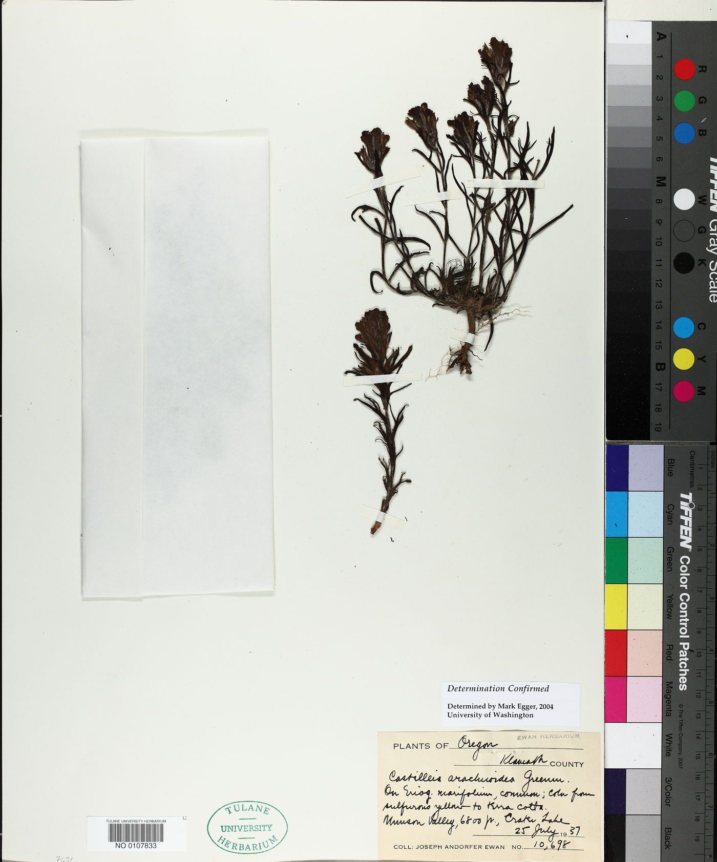 Castilleja arachnoidea image