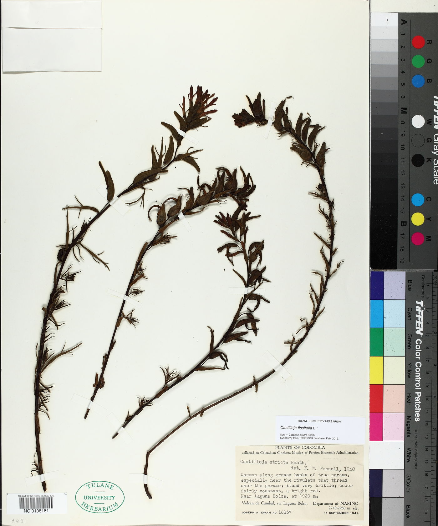 Castilleja fissifolia image