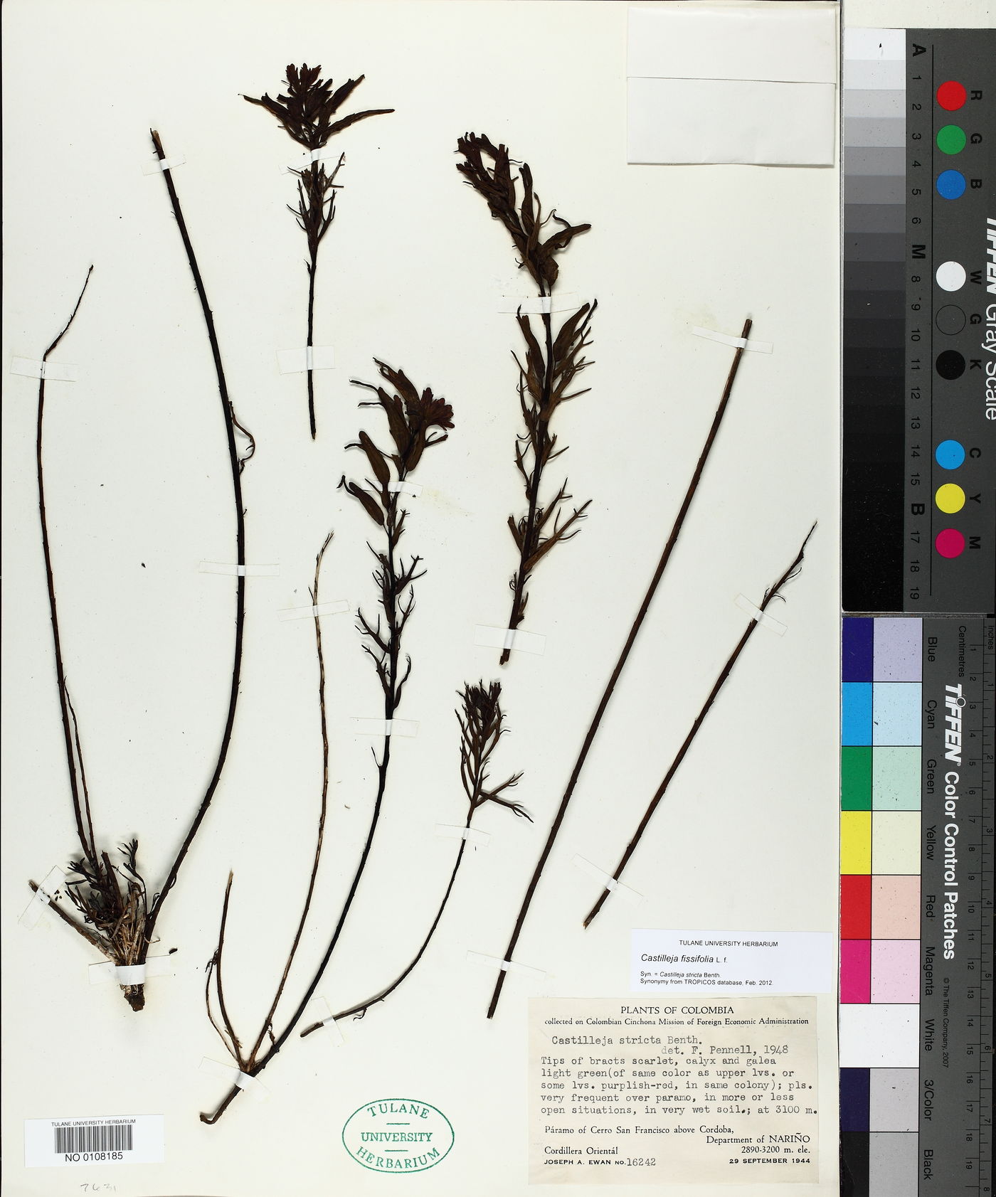 Castilleja fissifolia image
