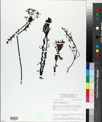 Castilleja fissifolia image