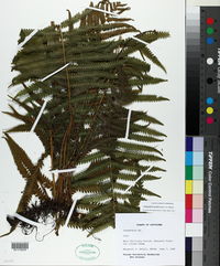 Thelypteris kunthii image