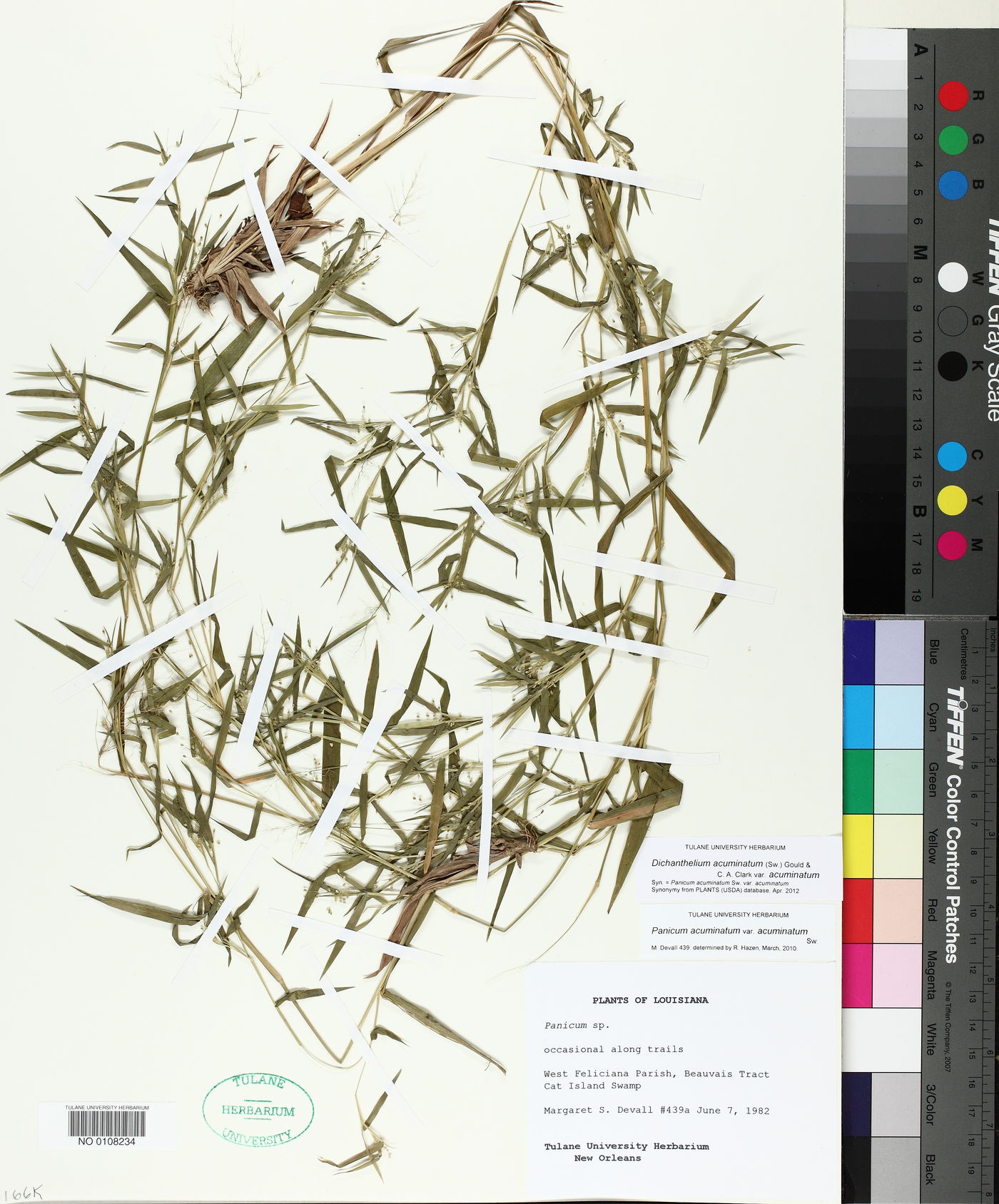 Dichanthelium acuminatum subsp. acuminatum image