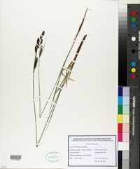 Carex hartmanii image
