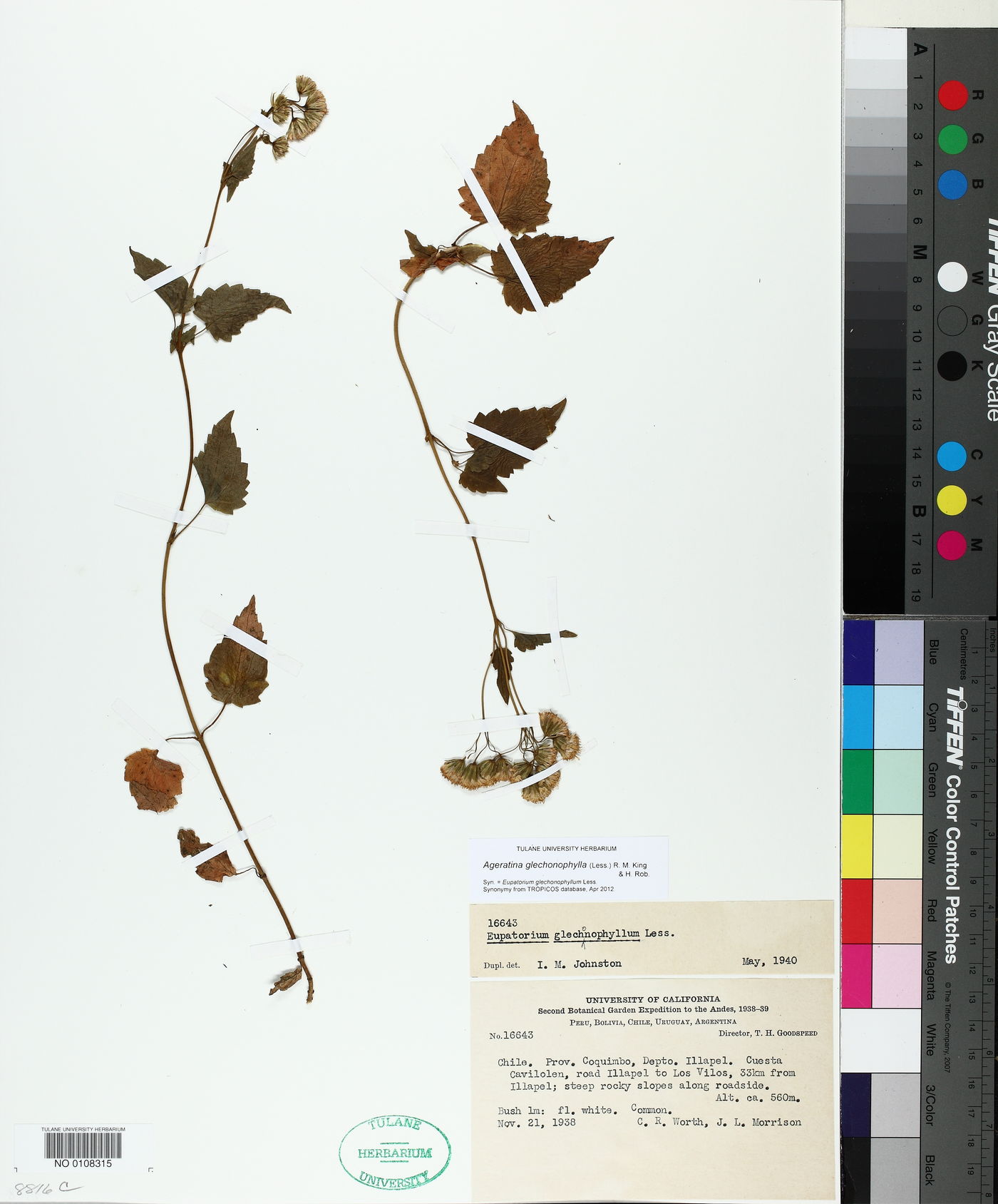 Ageratina glechonophylla image