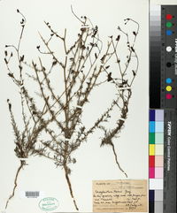 Cordylanthus nevinii image