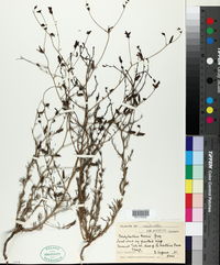Cordylanthus nevinii image