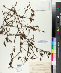 Image of Cordylanthus hansenii