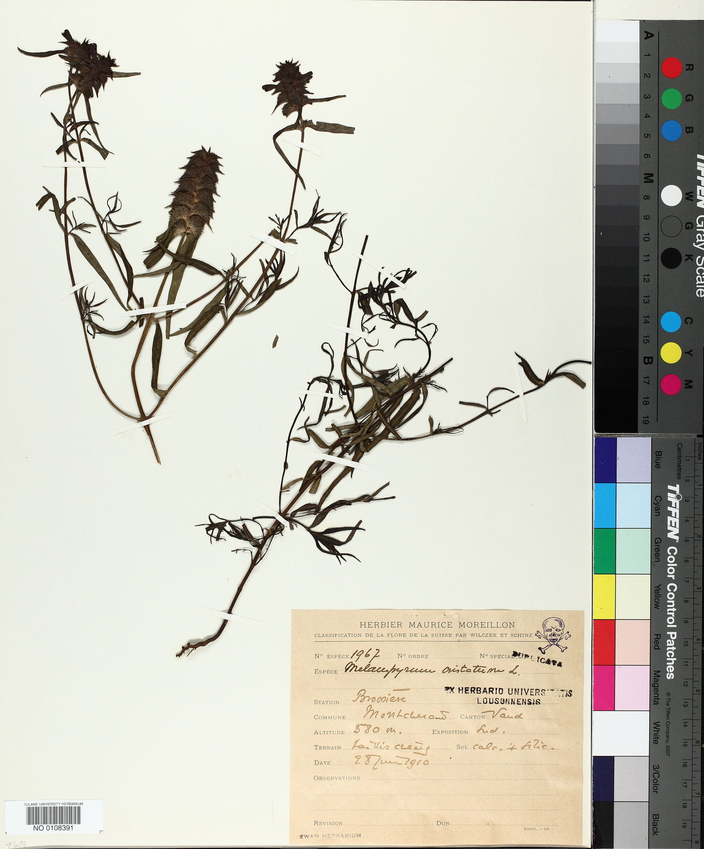 Melampyrum cristatum image