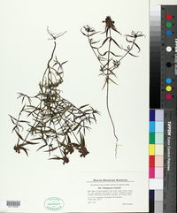 Melampyrum cristatum image