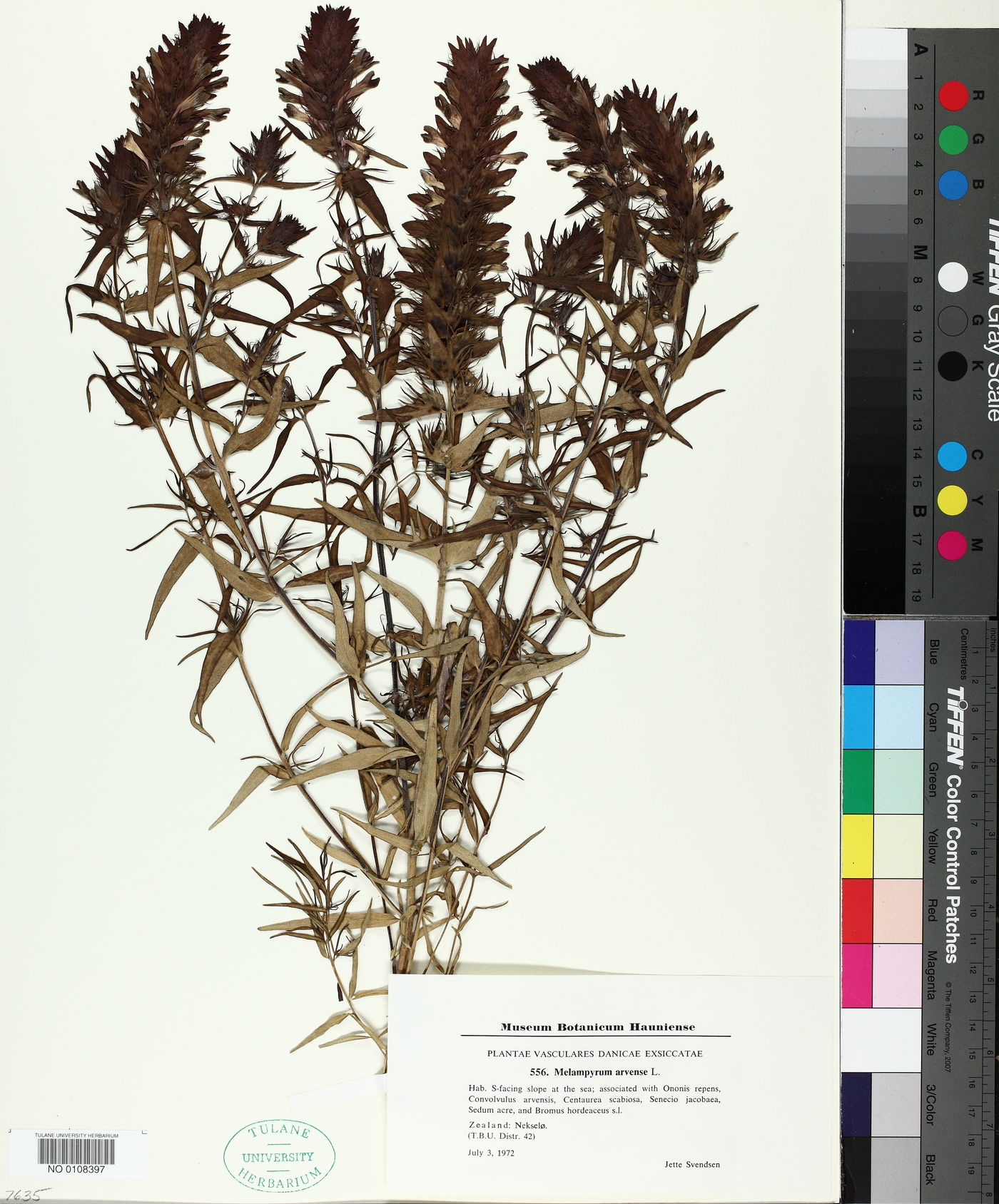 Melampyrum arvense image