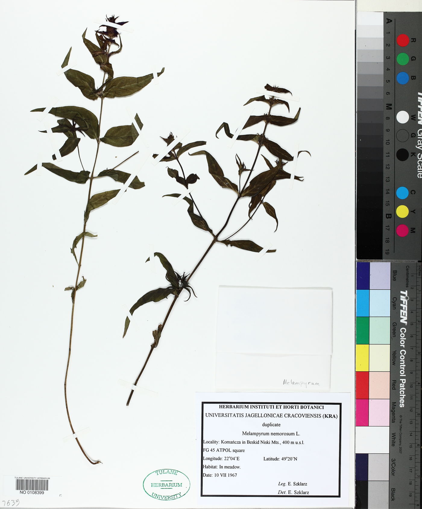Melampyrum nemorosum image