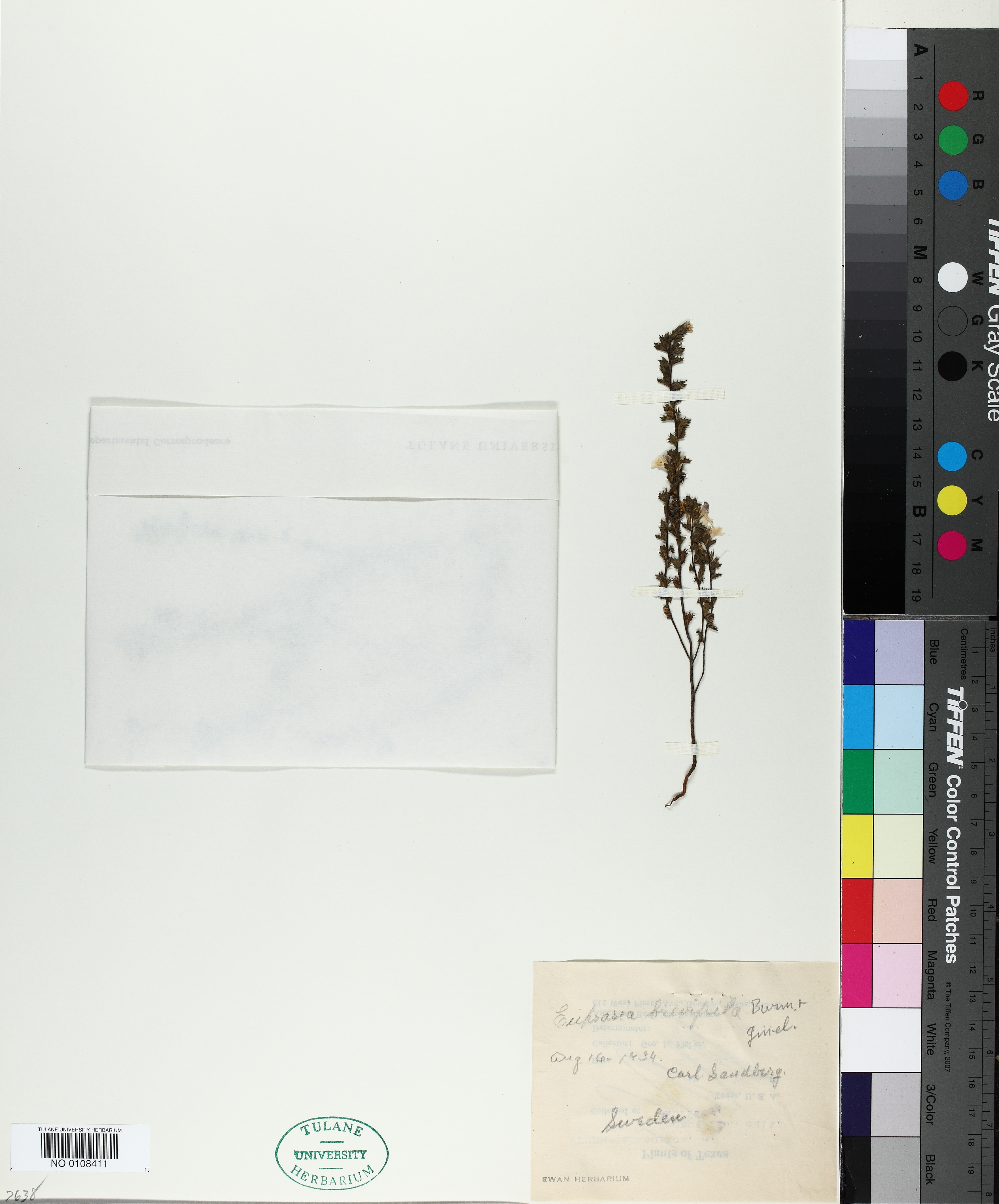 Euphrasia brevipila thumbnail