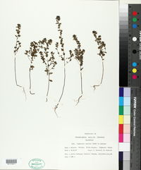 Euphrasia stricta image