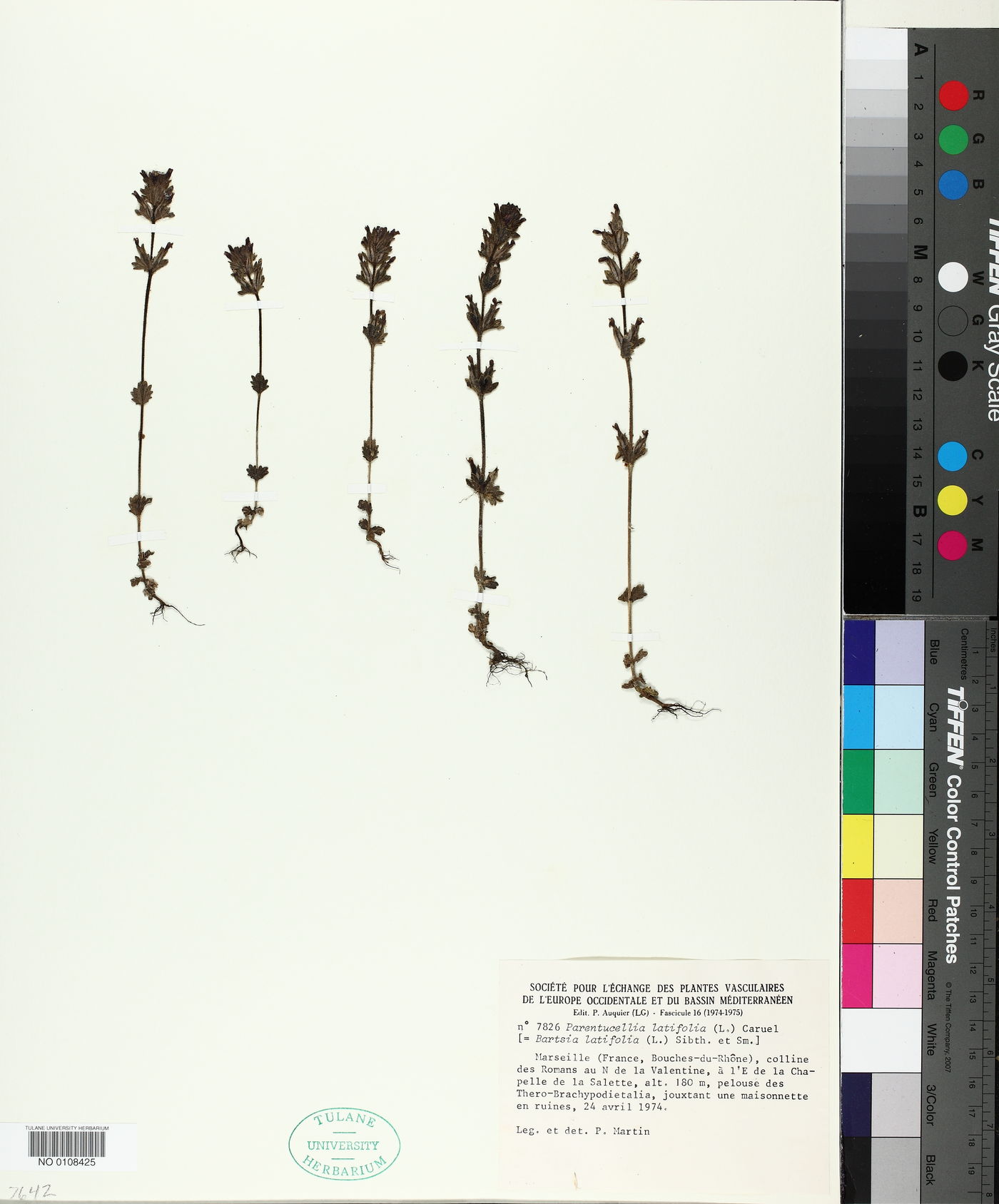 Parentucellia latifolia image