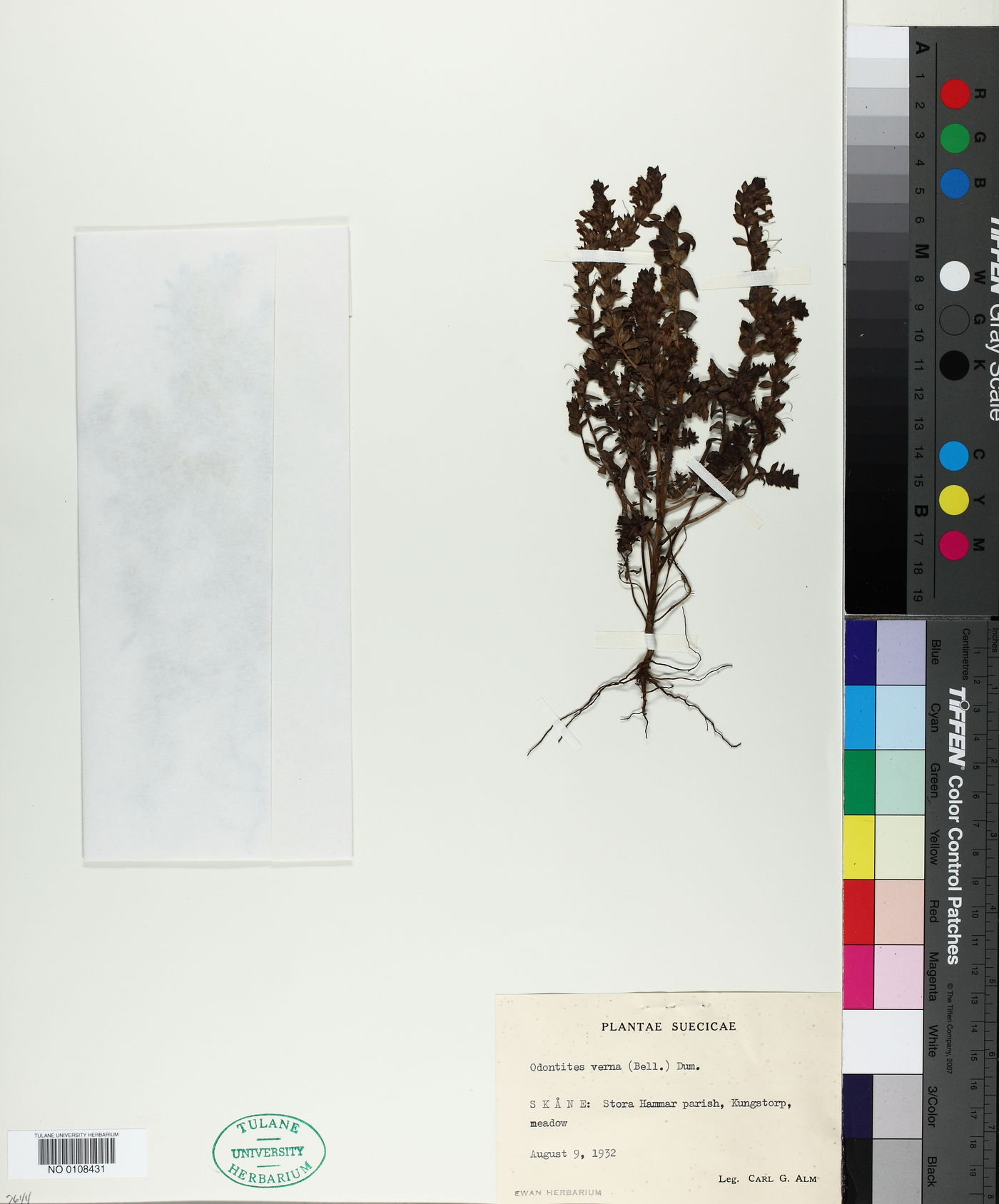 Odontites verna image